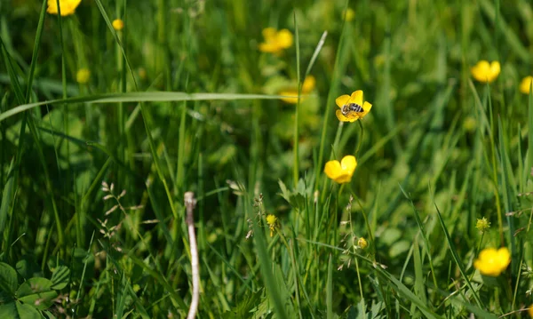 Insects Fertilizing Plants Flower Meadow Summer — стоковое фото