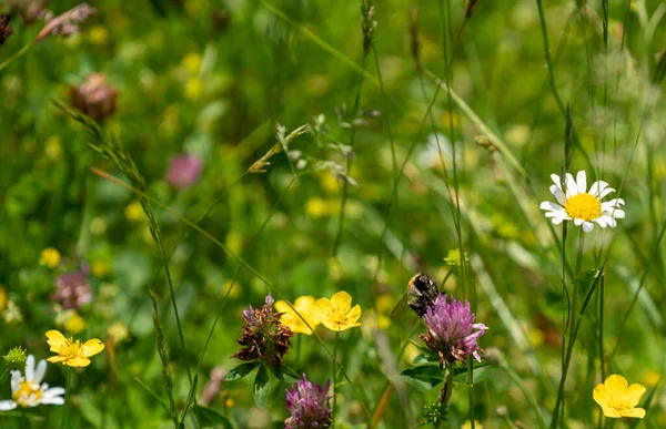 Hmyz Hnojení Rostlin Květinové Louce Létě — Stock fotografie