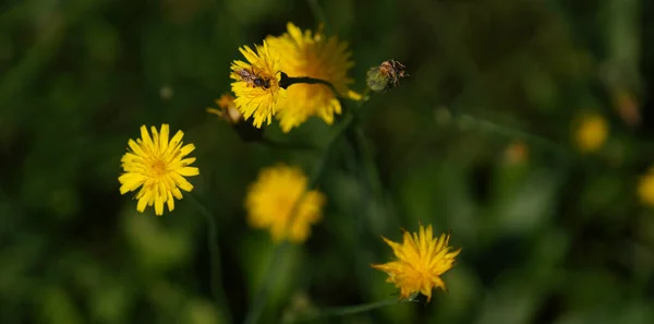 Insects Fertilizing Plants Flower Meadow Summer — 스톡 사진