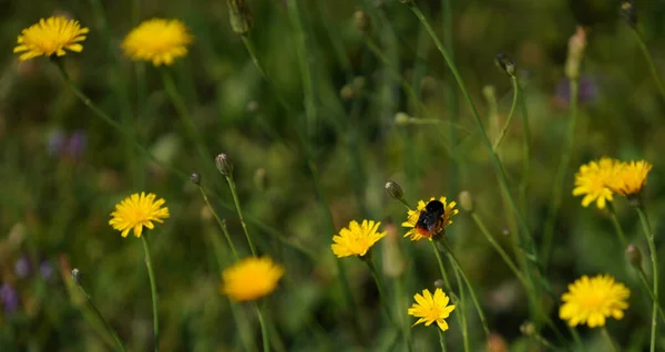 Insects Fertilizing Plants Flower Meadow Summer —  Fotos de Stock