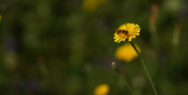 Insects Fertilizing Plants Flower Meadow Summer — Stock Photo, Image