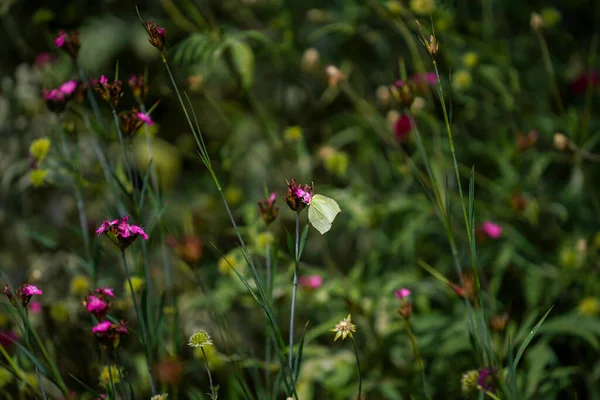 Insects Fertilizing Plants Flower Meadow Summer — ストック写真