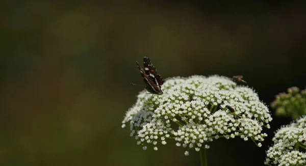 Insects Fertilizing Plants Flower Meadow Summer — ストック写真