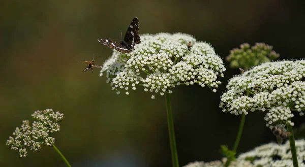 Insects Fertilizing Plants Flower Meadow Summer — ストック写真