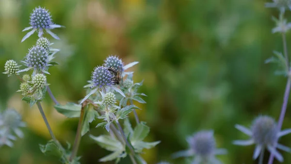 Insects Fertilizing Plants Flower Meadow Summer — Fotografia de Stock