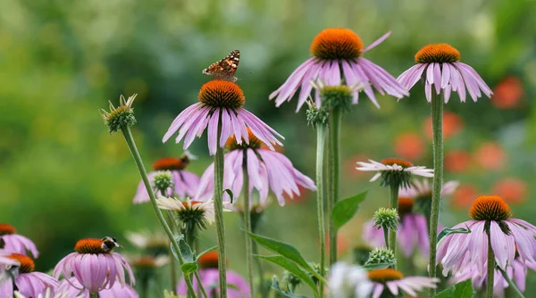 Insects Fertilizing Plants Flower Meadow Summer — 스톡 사진