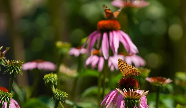 Insects Fertilizing Plants Flower Meadow Summer — стоковое фото
