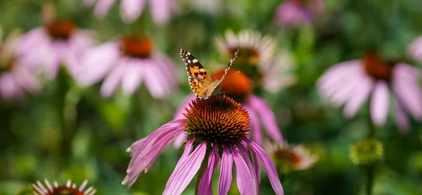 Insects Fertilizing Plants Flower Meadow Summer — Fotografia de Stock