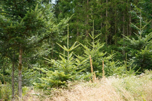 Reforestation Forest Young Green Conifers — Foto de Stock