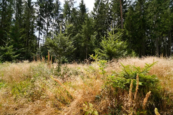 Reforestation Forest Young Green Conifers — Foto de Stock