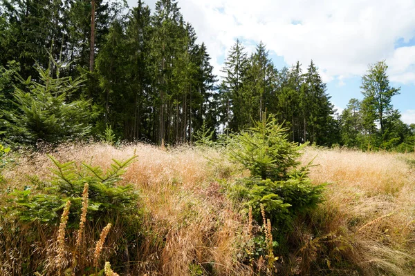 Reforestation Forest Young Green Conifers — Stock Photo, Image
