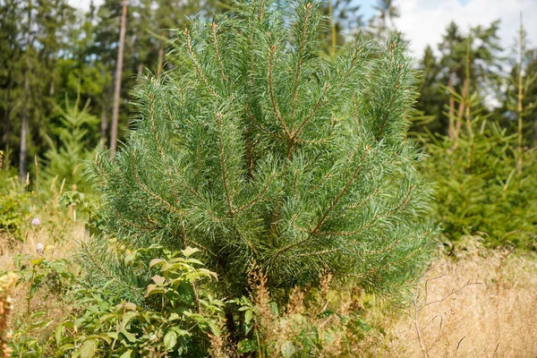 Herbebossing Het Bos Met Jonge Groene Naaldbomen — Stockfoto