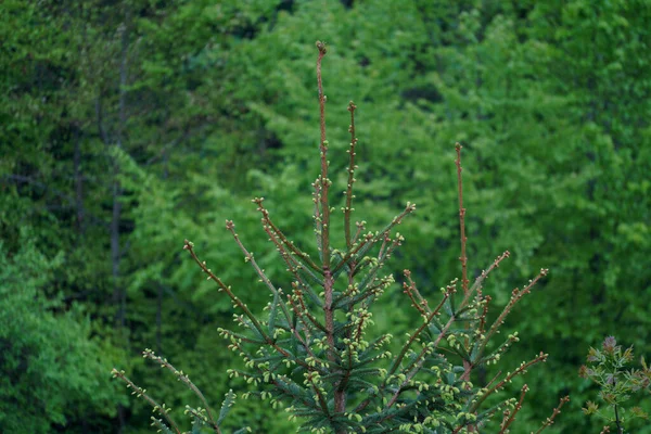 Reforestation Forest Young Green Conifers — Fotografia de Stock