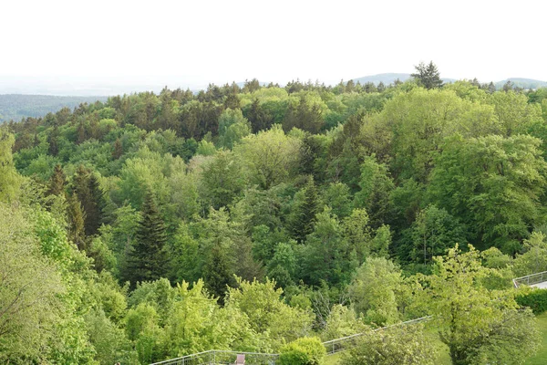 Reforestation Forest Young Green Conifers — Fotografia de Stock