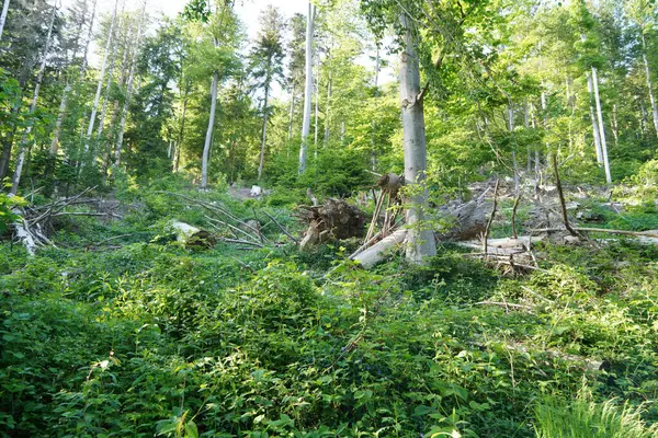 Reforestation Forest Young Green Conifers — Stock Photo, Image