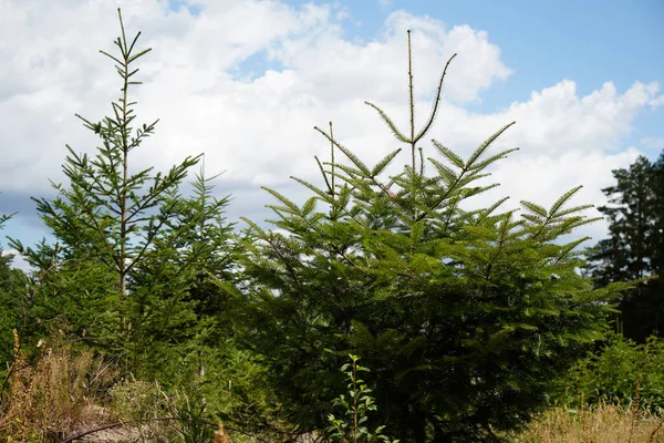 Reforestation Forest Young Green Conifers — Φωτογραφία Αρχείου