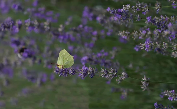 Meadow Lots Greenery Colorful Flowers — Photo