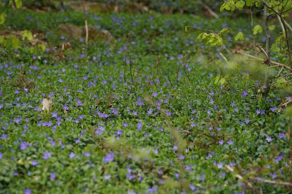 Meadow Lots Greenery Colorful Flowers — стоковое фото