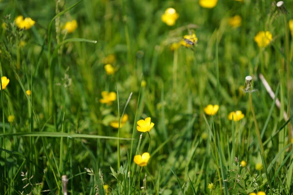 Meadow Lots Greenery Colorful Flowers — Stockfoto