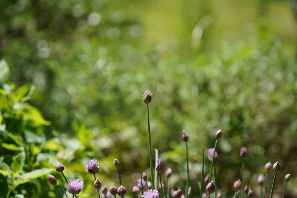 Grasveld Met Veel Groen Kleurrijke Bloemen — Stockfoto