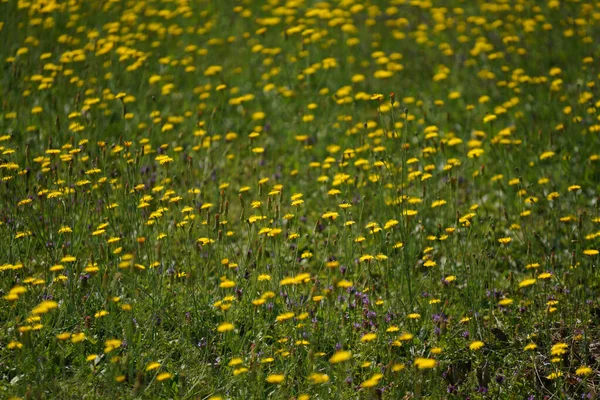 Meadow Lots Greenery Colorful Flowers — Fotografia de Stock