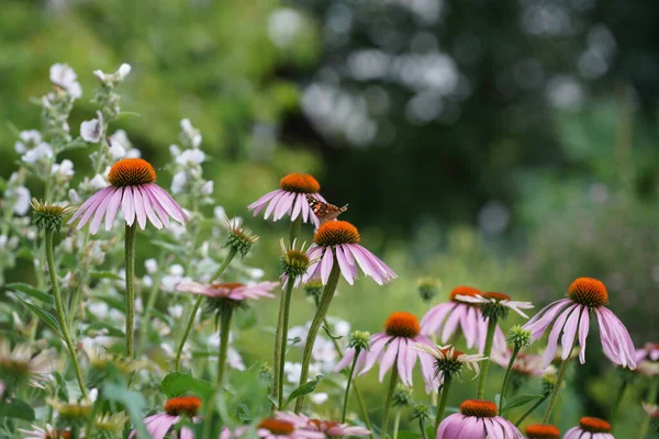 Meadow Lots Greenery Colorful Flowers — 스톡 사진