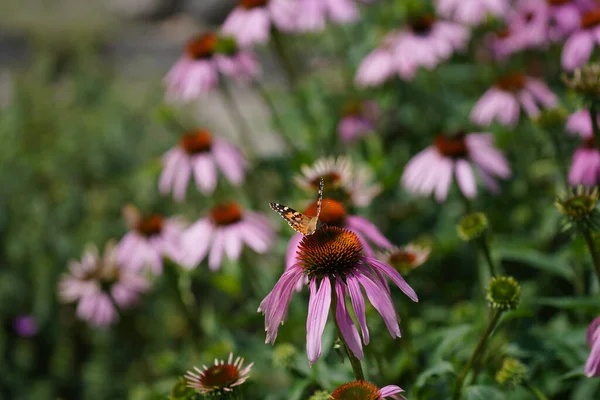 Meadow Lots Greenery Colorful Flowers — Fotografia de Stock