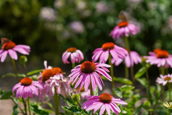 Meadow Lots Greenery Colorful Flowers — 스톡 사진