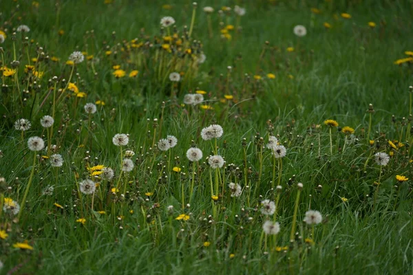 Meadow Lots Greenery Colorful Flowers — Fotografia de Stock