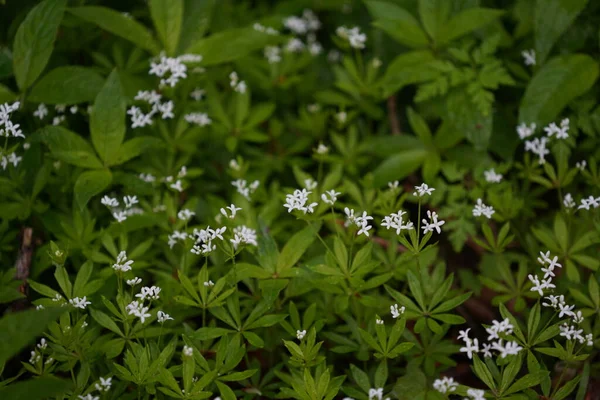 Meadow Lots Greenery Colorful Flowers — Fotografia de Stock