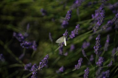 Bahçedeki lavanta çiçekleri