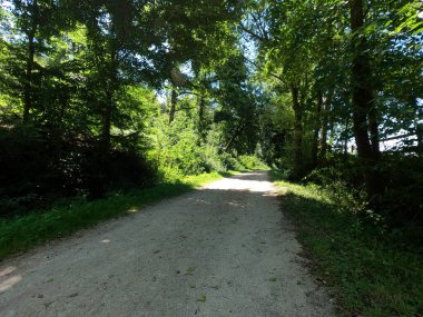 Ormanın güzel manzarası