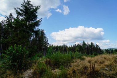 Arka planda orman olan güzel bir manzara.
