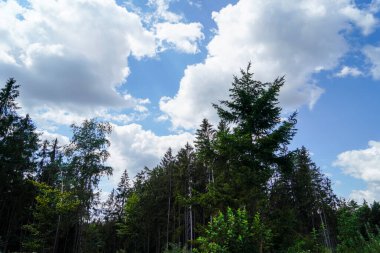 green trees in a summer forest.