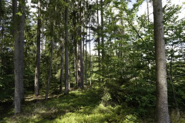 a path between the green trees