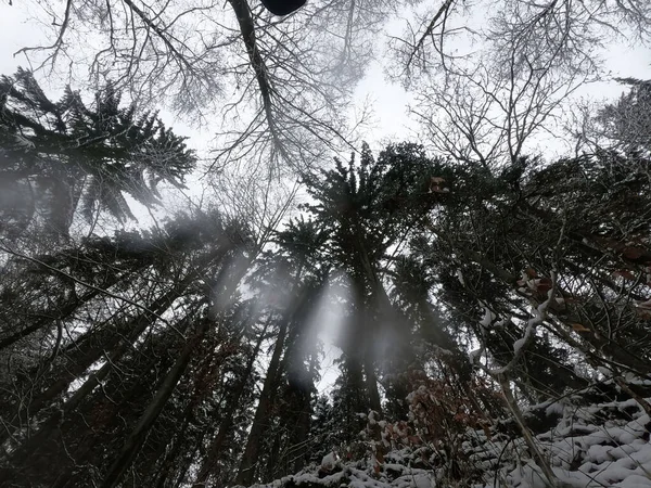 Winter Landscape Snow Trees — Stock Photo, Image