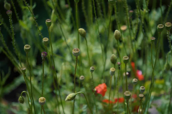 Closeup Red Dandelion Flower Dew Drops Background Nature Spring Time — Foto de Stock