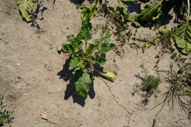 climate change lead to dryness and drought at high temperatures 