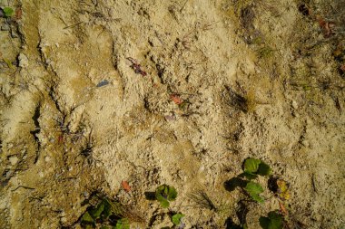 Depleted acidic soils without nutrients in agriculture lead to stunted growth and misery