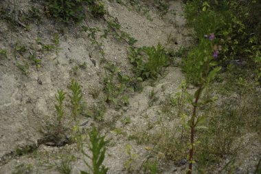 Depleted acidic soils without nutrients in agriculture lead to stunted growth and misery