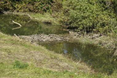 Depleted acidic soils without nutrients in agriculture lead to stunted growth and misery