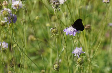 Summer meadow with many insects that are busy fertilizing and colorful flowers