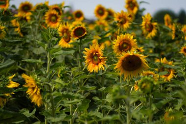 Summer meadow with many insects that are busy fertilizing and colorful flowers