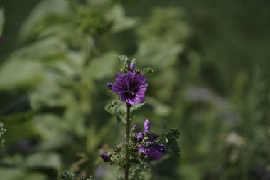 Summer meadow with many insects that are busy fertilizing and colorful flowers