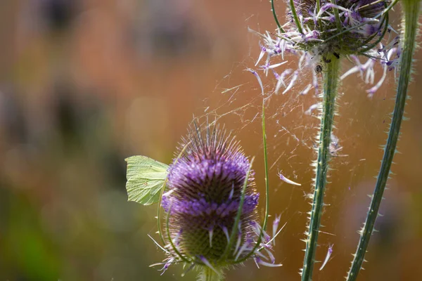 Summer meadow with many insects that are busy fertilizing and colorful flowers