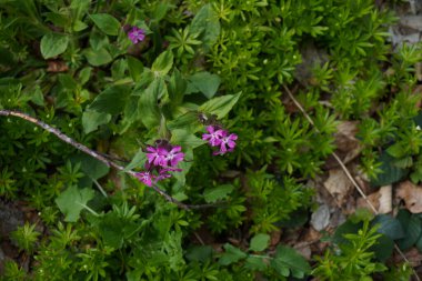 Bahçedeki güzel çiçekler