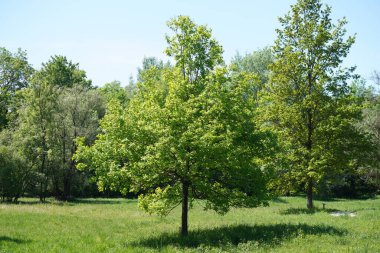 Parktaki yeşil ağaçlar