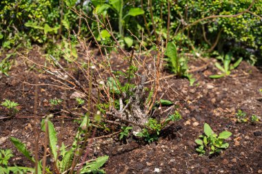 Bahçedeki yeşil çimenler