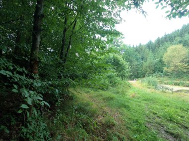 Ormanın güzel manzarası