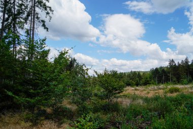 Rusya 'da güneşli bir günde yeşil ormanın ve ağaçların manzarası